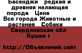 Басенджи - редкая и древняя нелающая порода › Цена ­ 50 000 - Все города Животные и растения » Собаки   . Свердловская обл.,Кушва г.